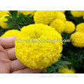 All Types Of Hybrid F1 Yellow Orange Gold Color Marigold SeedsFor Planting